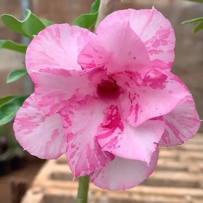 2 เมล็ด เมล็ดพันธุ์ ชวนชม สายพันธุ์ Pink Tiger สีชมพู Bonsai Desert Rose Adenium Seed กุหลาบทะเลทราย ราชินีทะเลทราย บอนไซ มีคู่มือปลูก