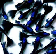 1 cặp Blue Tazan cá 7 màu dễ nuôi, nuôi không cần oxig thumbnail