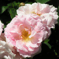 10 เมล็ดพันธุ์ Modern Shrub Rose Seeds พันธุ์นอก ดอกใหญ่ ไม้ยืนต้น สายพันธุ์ Fritz Nobis ออกดอกสีชมพู