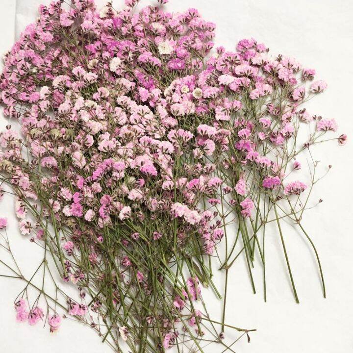 cc-60pcs-5-10cm-dried-pressed-absorbed-gypsophila-flowers-herbarium-jewelry-photo-frame