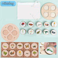 Montessori Life Cycle Tray สัตว์ป่าการตรัสรู้ไม้ของเล่นเด็กกบ Spider Butterfly Plants ของเล่นเพื่อการศึกษาเด็ก Gifts