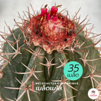 ( 35 เมล็ด ) เมล็ดเมโล Melocactus Curvispinus แคคตัส กระบองเพชร cactus&amp;succulent