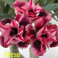 11 เมล็ด เมล็ดพันธุ์ Home Seed  ชวนชม สายพันธุ์ไต้หวัน ดอกสีม่วง Adenium Seeds กุหลาบทะเลทราย Desert Rose ราชินีบอนไซ อัตรางอกสูง 80-90% มีคู่มือปลูก