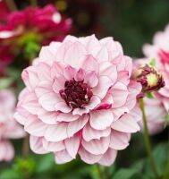 20 เมล็ดพันธุ์ รักเร่ Dahlia Seeds สายพันธุ์ CRÈME DE CASSIS สีม่วง รักเร่ รักแรกพบ ดอกไม้แห่งมิตรภาพ ความรักเริ่มต้น เพาะเลี้ยงง่าย ตั้งโต๊ะทำงาน