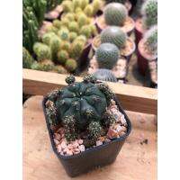 โปรโมชั่น ยิมโนแม่ลูกดก gymnocalycium damsii (อ่านรายละเอียดก่อน สั่งนะคะ) กระบองเพชร แคคตัส ราคาถูก  แคคตัส กระบองเพรช ตะบองเพรช ไม้จิ๋ว ไม้ตั้งโต๊ะทำงาน ไม้ประดับ ไม้มงคล ไม้ดอก