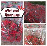 พริกสด!! จินดาแดง​ จากสวน​ สดใหม่ทุกๆวัน​ (500k.)