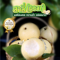 ?Fruta Paradise?สาลี่ สาลี่มงกุฎ 12กิโลกรัม เนื้อกรอบ หอม หวาน ฉ่ำ Premium Chinese Pears ผลไม้นำเข้า พร้อมส่ง??