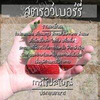 เมล็ดพันธุ์ สตรอว์เบอร์รี่ ไจแอนท์  เมล็ด Strawberry Giant Seeds เมล็ดพันธุ์แท้100% เมล็ดนำเข้า สตรอเบอร์รี่ ยักษ์ [ไม่ใช่พืช! เป็นเมล็ดพันธุ์] [คลังสินค้าจุด][ขายตรงจากโรงงาน][ของแท้อย่างเป็นทางการ][โปรโมชั่นลดราคา][50 เมล็ดพันธุ์][เมล็ดผลไม้][เมล็ดพันธุ