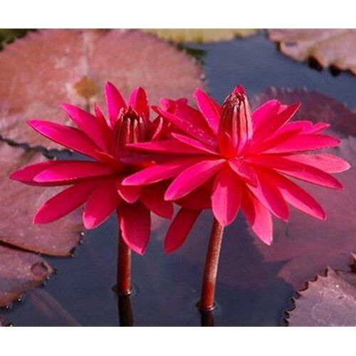 100-เมล็ด-เมล็ดบัว-สีแดง-นำเข้า-บัวนอก-สายพันธุ์ของแท้-100-เมล็ดบัว-ดอกบัว-ปลูกบัว-เม็ดบัว-ปลูกในโหลแก้วได้-อัตรางอก-85-90-lotus-waterlily-nymphaea-seed
