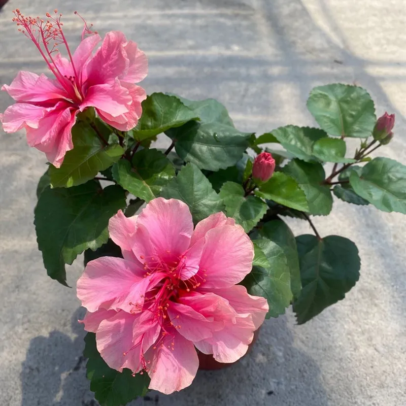 Fast Germination] Double petals Hibiscus Flower Seeds for Gardening (100  seeds/pack,Easy To Grow In Philippines)丨Flowering Plants Seeds Bonsai Seeds  for Planting Flowers Garden Decor Potted Live Plants for Sale Real Plants  Mayana