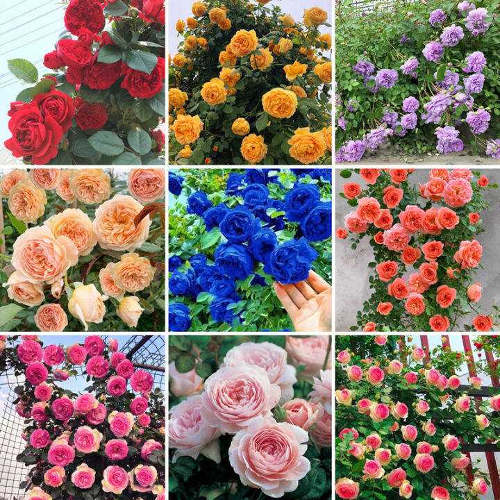 Buto Ng Bulaklak 70seeds Colorful Climbing Rose Flower Seed for Sale (Mixed 70 Seeds) Japanese