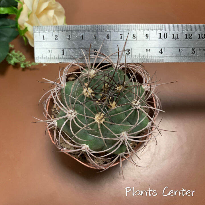 plants-center-พร้อมส่ง-กระบองเพชร-แคคตัส-cactus-gymnocalycium-saglionis-9-10cm-ไม้เมล็ดseeding