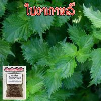 เมล็ดพันธุ์ชิโสะ Green Shiso สีเขียว เมล็ด​พันธุ์​โอบะ​ 50-120​ เมล็ด เมล็ดใบงาเกาหลี​ [ซื้อ 10 แถม1คละได้]