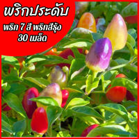 เมล็ดพริกประดับ 30เมล็ด พริก เมล็ดพริก7สี พริกสีรุ้ง Ornamental Pepper