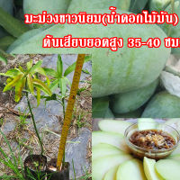 1 ต้น พันธุ์มะม่วงน้ำดอกไม้มัน(ขาวนิยม) ต้นเสียบยอดสูงประมาณ 35-40 ซม.จัดส่งพร้อมถุงเพาะชำ