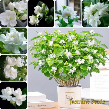 Jasmine Flower - Best Price in Singapore - Feb 2024
