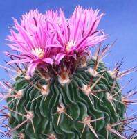 Echinofossulocactus phyllacanthus (5 เมล็ด)