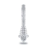 Harong Spine Brooch Silver Plated Medical Spine Surgery Orthopedics Pin Jewelry for Doctor Nurse Medical Student Practice Gift