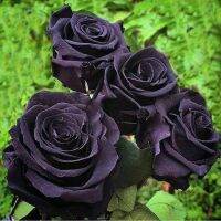 28 เมล็ด เมล็ดพันธุ์ Home Seed  กุหลาบดำ Black Rose Seeds ดอกใหญ่ นำเข้าจากต่างประเทศ