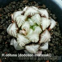 H.obtusa ‘dodoson murasaki’.  A010 (มุราซากิ)