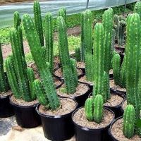 เมล็ดพันธุ์ ซานเปโดร ไม้ตอ Trichocereus Pachanoi 10 seeds เมล็ด แคคตัส cactus กระบองเพชร