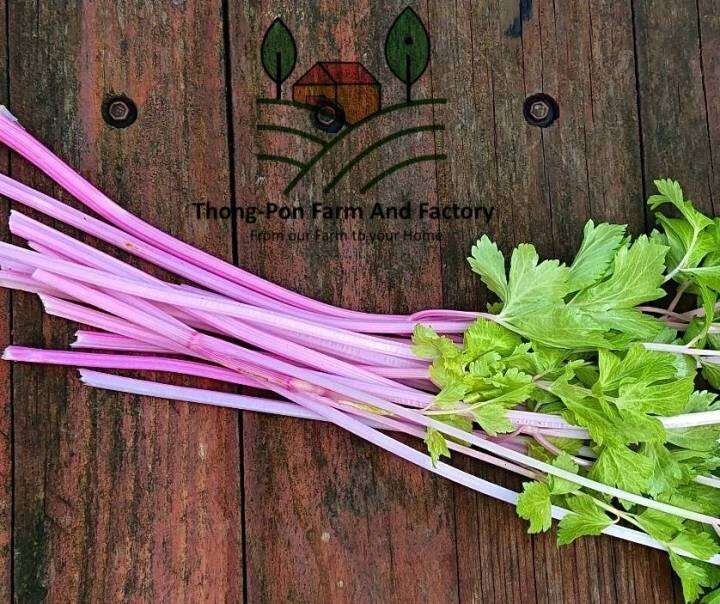 คื่นฉ่ายสีชมพู-pink-chinese-celery-seeds-คื่นฉ่าย-เมล็ดพันธุ์คื่นฉ่าย-บรรจุ-20-เมล็ด