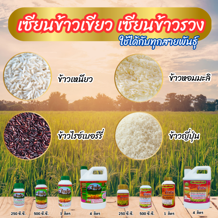 พร้อมส่ง-เซียนข้าวเขียว-4-ลิตร-ซื้อ1-แถม2-เซียนข้าวรวง-ฮอร์โมนข้าว-ยาฉีดข้าว-ปุ๋ยน้ำ-อาหารเสริมพืช-อะมิโน-สาหร่าย