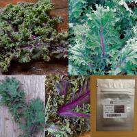 เมล็ด : เมล็ดพันธุ์เคลแดงรัฐเซีย - Red Russian Kale คะน้าเคล เคล คะน้า เมล็ดพันธุ์ เมล็ดผัก เมล็ดพืช ผักเคล