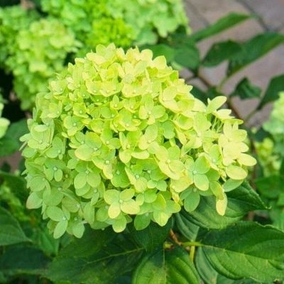 20 เมล็ด เมล็ดไฮเดรนเจีย Hydrangea Seeds สีเขียว ไฮเดรนเยียสายพันธุ์ฝรั่งเศส ของแท้ 100% อัตรางอกสูง 70-80% มีคู่มือปลูก