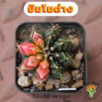 Beepees016 ยิมโนด่าง ไม้เมล็ด Gymnocalycium แคคตัส กระบองเพชร cactus&amp;succulent ขนาด 3.7 ซม.