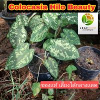 ( Pro+++ ) สุดคุ้ม Colocasia Hilo Beauty เเท้ 100% กระถาง 4 นิ้ว โคโลคาเซีย บอนเสือพราน บอนลายเสือ ราคาคุ้มค่า พรรณ ไม้ น้ำ พรรณ ไม้ ทุก ชนิด พรรณ ไม้ น้ำ สวยงาม พรรณ ไม้ มงคล