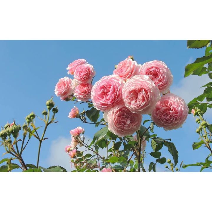 PHẠM GIA FARM) Hoa hồng leo các màu đẹp dễ trồng đang mầm 20 ngày ...