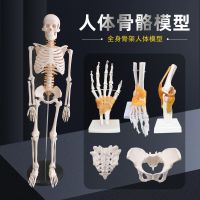 Human body skeleton model simulation is removable and small disc medicine spine small white skeleton skeleton