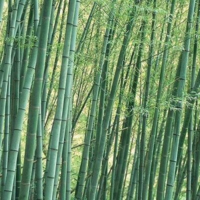 ขายส่ง 1 กิโลกรัม เมล็ดไผ่Moso ไผ่โมโซ moso bamboo Phyllostachys Pubescens ไผ่ลำเดี่ยว ไผ่ bamboo สารสกัดจากไผ่ พืชเศรษฐกิจ สายพันธุ์ไผ่ ถ่านไม้ไผ่