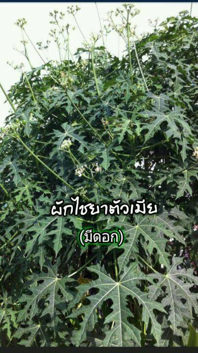 ผักไชยา-คะน้าแม็กซิโก