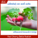 เมล็ดพันธุ์ แรดิช เรดเชอรี่ [Red Cherry Belle Radish] พร้อมคู่มือปลูก ผักสวนครัว เรดิช, หัวไชเท้า เชอรี่เรด, ปลูกผัก organic, เพาะง่าย [บรรจุซองละ 70++ เมล็ด]