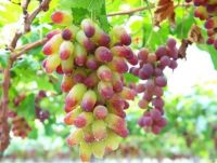 20 เมล็ดพันธุ์ Plant Seeds เมล็ด องุ่น Grape Vine Seed อัตราการงอก 80-85%.