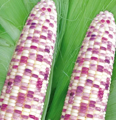 How to Grow and Dry Indian Corn - Dengarden