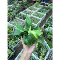 Promotion พลูบราซิล ต้นพลูเรือนแก้ว Philodendron brazil กระถาง 3-4 นิ้ว 59  ส่งคละสีนะคะ มีสีเขียว สีด่าง สีทอง ส่งตามที่สวน พร้อมส่ง พรรณ ไม้ น้ำ พรรณ ไม้ ทุก ชนิด พรรณ ไม้ น้ำ สวยงาม พรรณ ไม้ มงคล