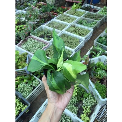 ( PRO+++ ) โปรแน่น.. พลูบราซิล ต้นพลูเรือนแก้ว Philodendron brazil กระถาง 3-4 นิ้ว 59  ส่งคละสีนะคะ มีสีเขียว สีด่าง สีทอง ส่งตามที่ส ราคาสุดคุ้ม พรรณ ไม้ น้ำ พรรณ ไม้ ทุก ชนิด พรรณ ไม้ น้ำ สวยงาม พรรณ ไม้ มงคล