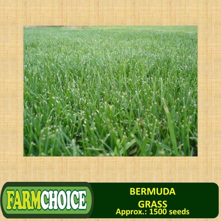 Buy Three Get Five (Not Plants)BERMUDA GRASS SEEDS/FOR GARDEN Lazada PH