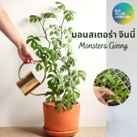 มอนสเตอร่า จินนี่ (Monstera Ginny) ต้นอ่อน อนุบาลจากแล้ว 3 เดือน จากเนื้อเยื่อ