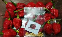 พริกเผ็ดที่สุดในโลก CAROLINA REAPER PEPPER เมล็ดพันธุ์พริกแคโรไลนา พริกแคโรไลน่ารีพเปอร์ พริกแคโรไลน่าเรฟเปอร์ พริกแคโรไลนา