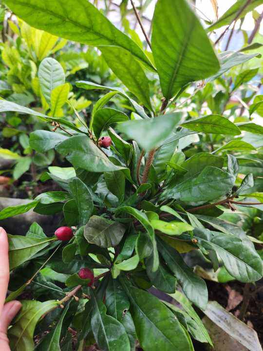 Miracle fruits tree/fruit tree /miracle berry/Synsepalum dulcificum ...