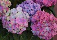 20 เมล็ด เมล็ดไฮเดรนเจีย Hydrangea Seed เรนโบว์ คละสี ไฮเดรนเยียสายพันธุ์ฝรั่งเศส ของแท้ 100% อัตราการงอก 70-80% มีคู่มือปลูก