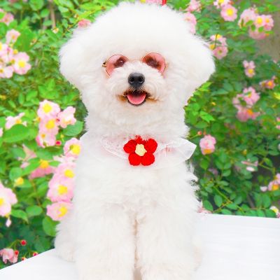 ◄◐ สายจูงสุนัขขนาดเล็ก สายจูงสุนัขสีแดง สายจูงสุนัข สายจูง Bichon สายจูงสุนัขชเนาเซอร์ สายจูงสุนัขขนาดเล็ก