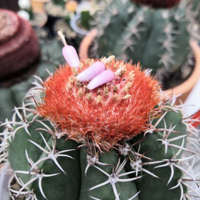 hot-เเมล็ดmelocactus-mix-200-ส่งด่วน-พรรณ-ไม้-น้ำ-พรรณ-ไม้-ทุก-ชนิด-พรรณ-ไม้-น้ำ-สวยงาม-พรรณ-ไม้-มงคล