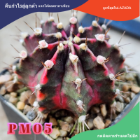 Gymno PM05 พีเอ็ม05 ตัวแรร์