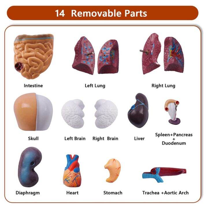 human-torso-body-model-anatomy-anatomical-internal-organs-pvc-for-student-teaching-study