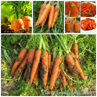 เมล็ดพันธุ์ แครอท Little Fingers Carrot Seeds Vegetable Seeds บรรจุ 1000 เมล็ด เมล็ดพันธุ์ผัก ผักออแกนิค พันธุ์ผัก เมล็ดผัก ต้นผลไม้ เมล็ดพันธุ์พืช ดอกไม้ปลูก พันธุ์ไม้หายาก เมล็ดพันธุ์แท้ ปลูกผัก ผักสวนครัว บอนสีราคาถูก ปลูกง่ายปลูกได้ทั่วไทย